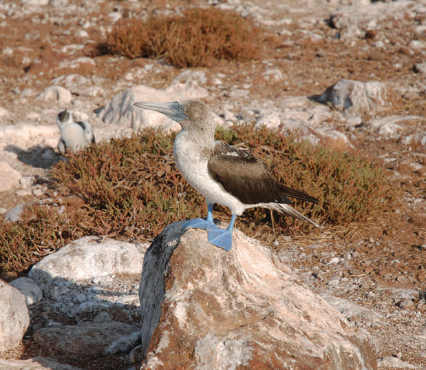 Blsla (Blue-footed Booby)